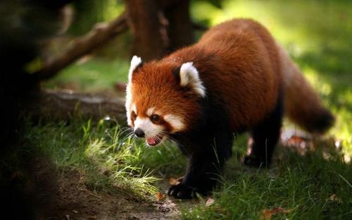 保護動物就是保護人類.jpg